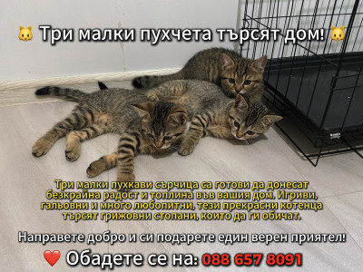 3 Домашни Късокосмести Котенца За Безплатно Даване ❤️