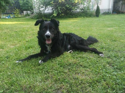 Търся осиновител за куче