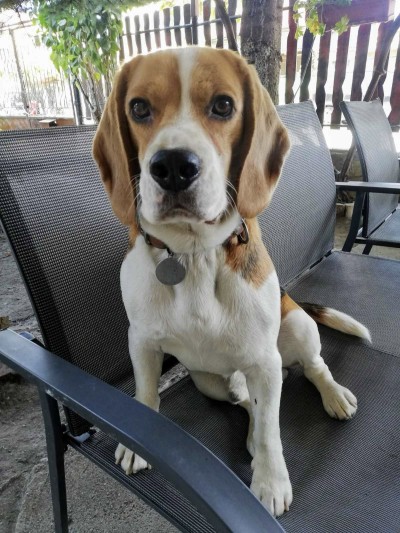 Вайс си търси дом