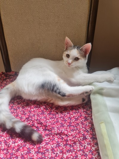 Давам две котета за осиновяване 