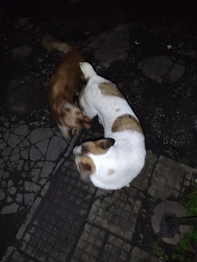 Рино търси дом - не е за всеки,само за сериозни и отговорни стопани !