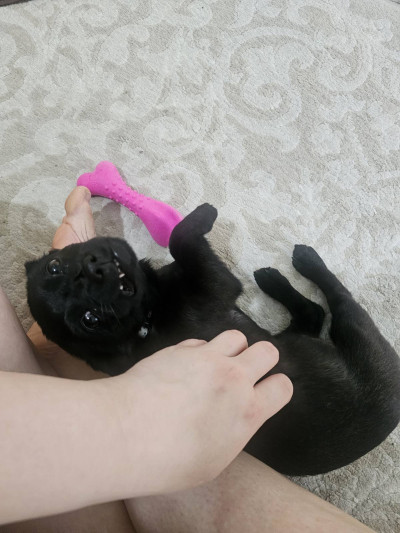 Айра си търси дом