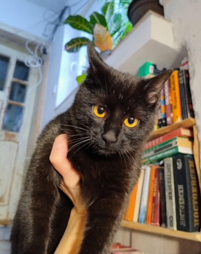 Дарки търси дом!