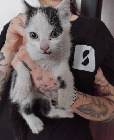 Майка и 3 котенца имат нужда от дом!