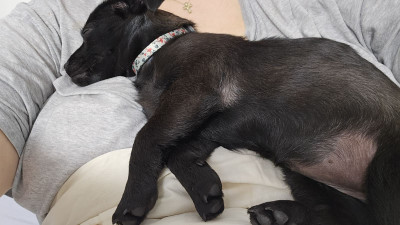 Айра си търси дом