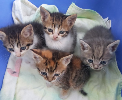 Подаряваме четири котенца