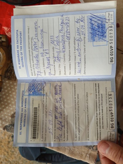 Търся осиновител за куче