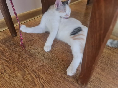 Давам две котета за осиновяване 