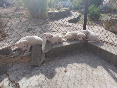 Спешно- кученца имат нужда от дом