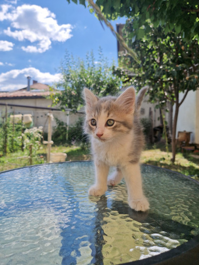 Коте Лъчезара си търси дом