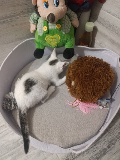 Коте Давид търси постоянен дом