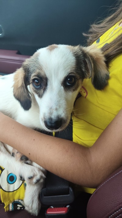 Лъки търси своя дом, за да не отиде в приют