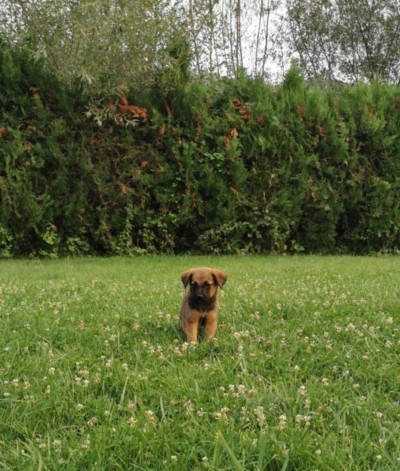 СПЕШНО търсим дом на Жара
