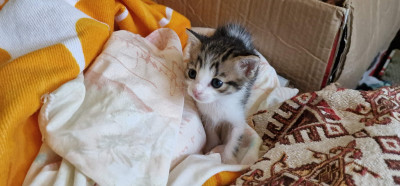 Подарявам 5 прекрасни котенца