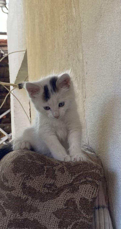 Търся дом на малки котета