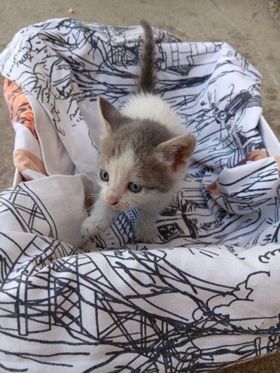 5 сладурчета си търсят дом