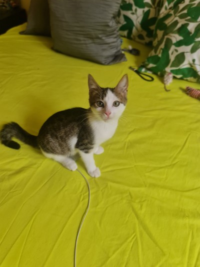 Търси  се осиновител на тези 2 котета