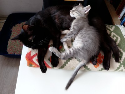 Мама и Сивушче търсят своя дом