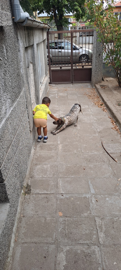 Подарявам куче