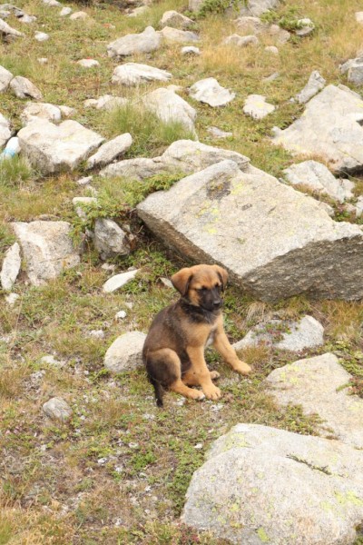 СПЕШНО търсим дом на Жара
