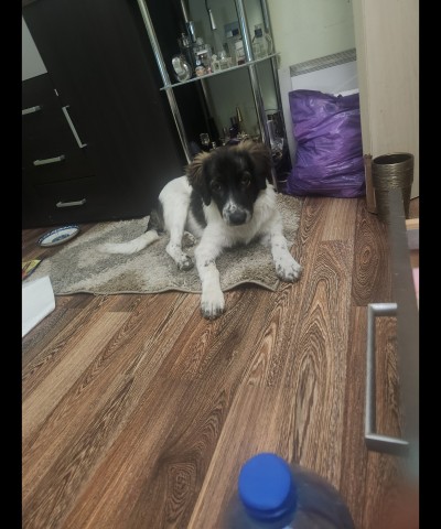 Много спешно търси дом