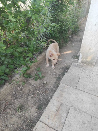 Три малки женски кученца