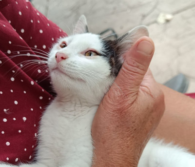 Котето Нана търси дом и малко любов