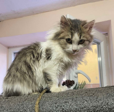 4/5-месечно момиченце търси дом!