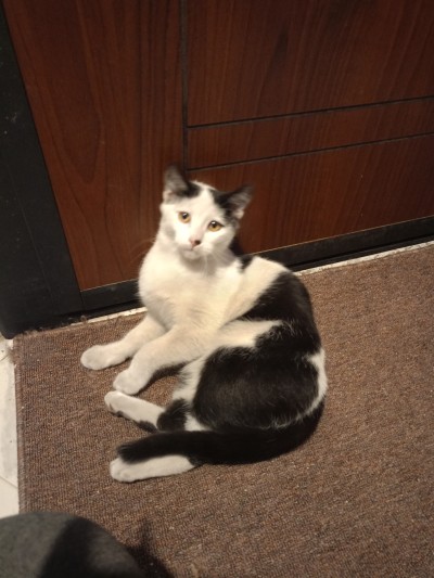 Майка и 3 котенца имат нужда от дом!