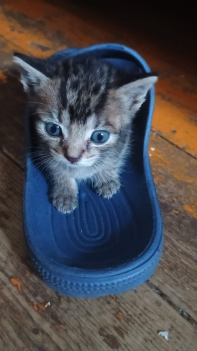 Подарявам 5 прекрасни котенца
