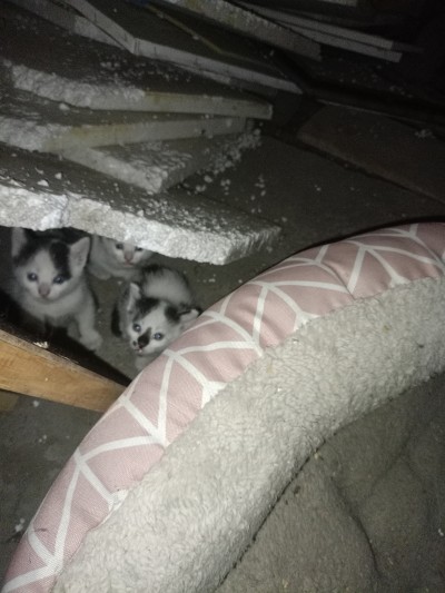 Майка и 3 котенца имат нужда от дом!