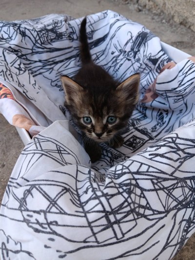 5 сладурчета си търсят дом