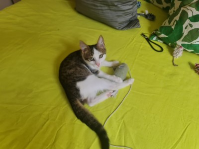 Търси  се осиновител на тези 2 котета