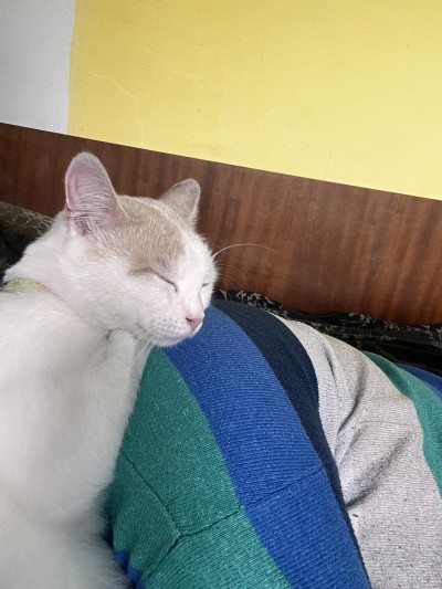 КОТАК търси дом 