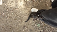Три малки котета търсят дом