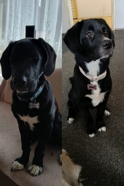 Подарявам 2 кученца 