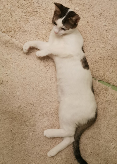 Мама и малка принцеса търсят дом