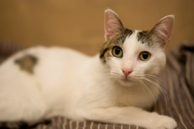 Бела търси дом