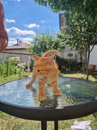 Коте Джинджър си търси дом