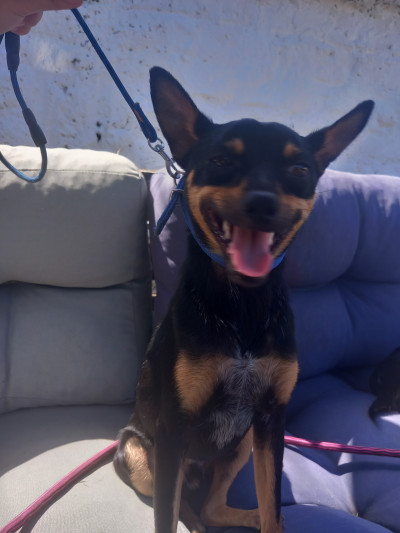 Miniature pinscher for rehoming