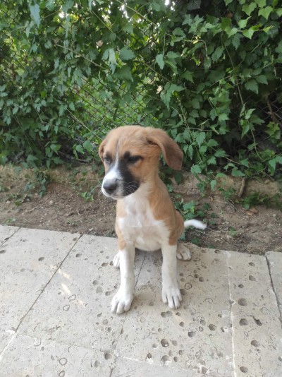 Три малки женски кученца