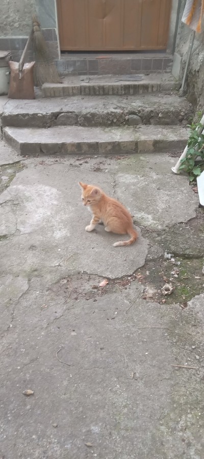 Неочаквани гости