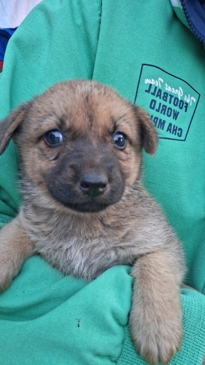 Подарявам кученца