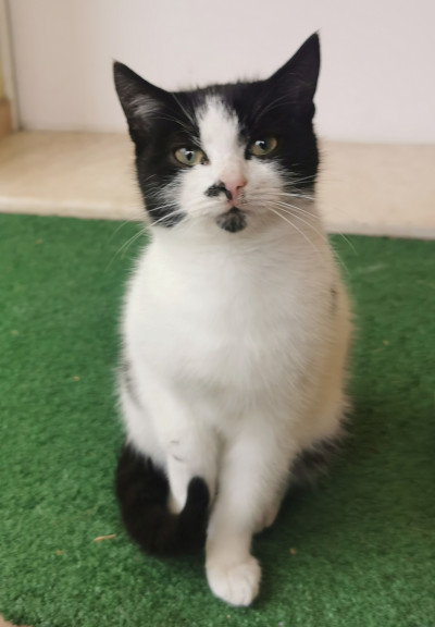 Дом и обич за малко коте