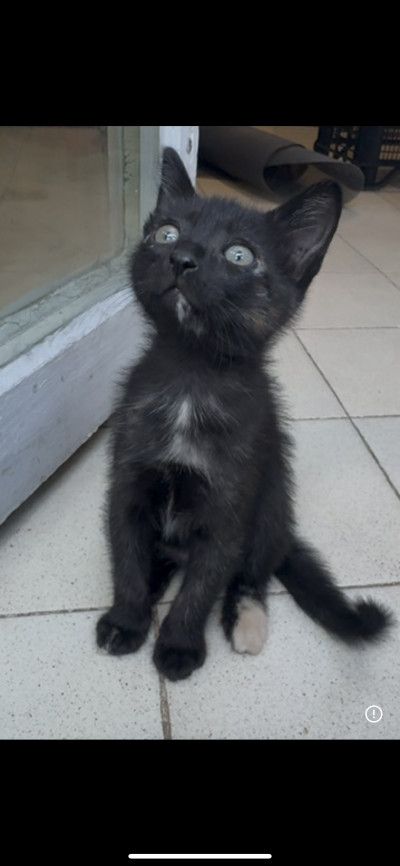 Котенца търсят своите стопани