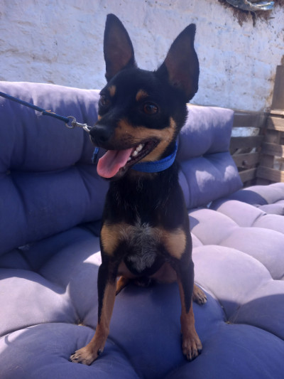 Miniature pinscher for rehoming