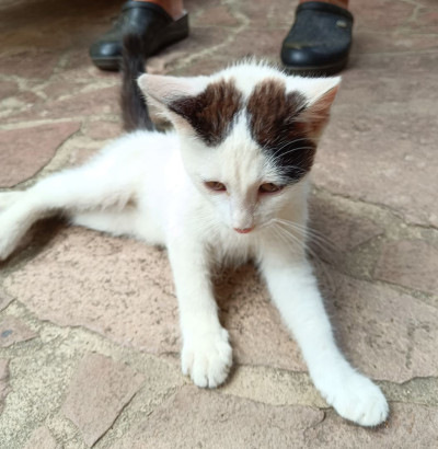 Котето Нана търси дом и малко любов