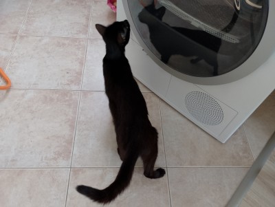 Мама и Сивушче търсят своя дом