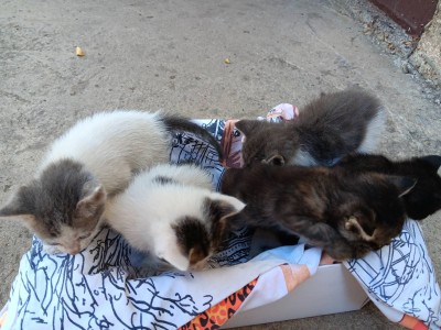 5 сладурчета си търсят дом