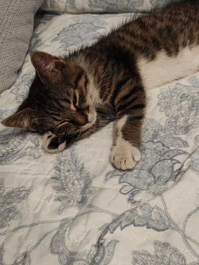 Да помогнем на Киану да намери своите хора